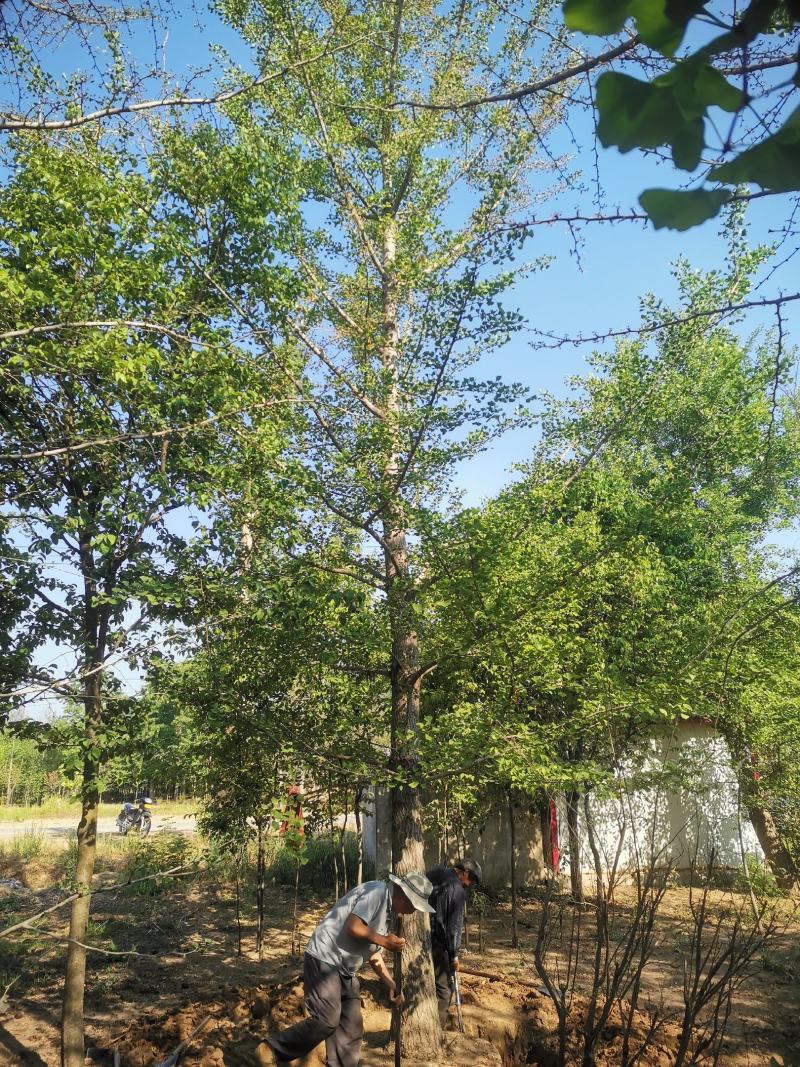 银杏树30公分基地，供货速度快！各种规格欢迎联系