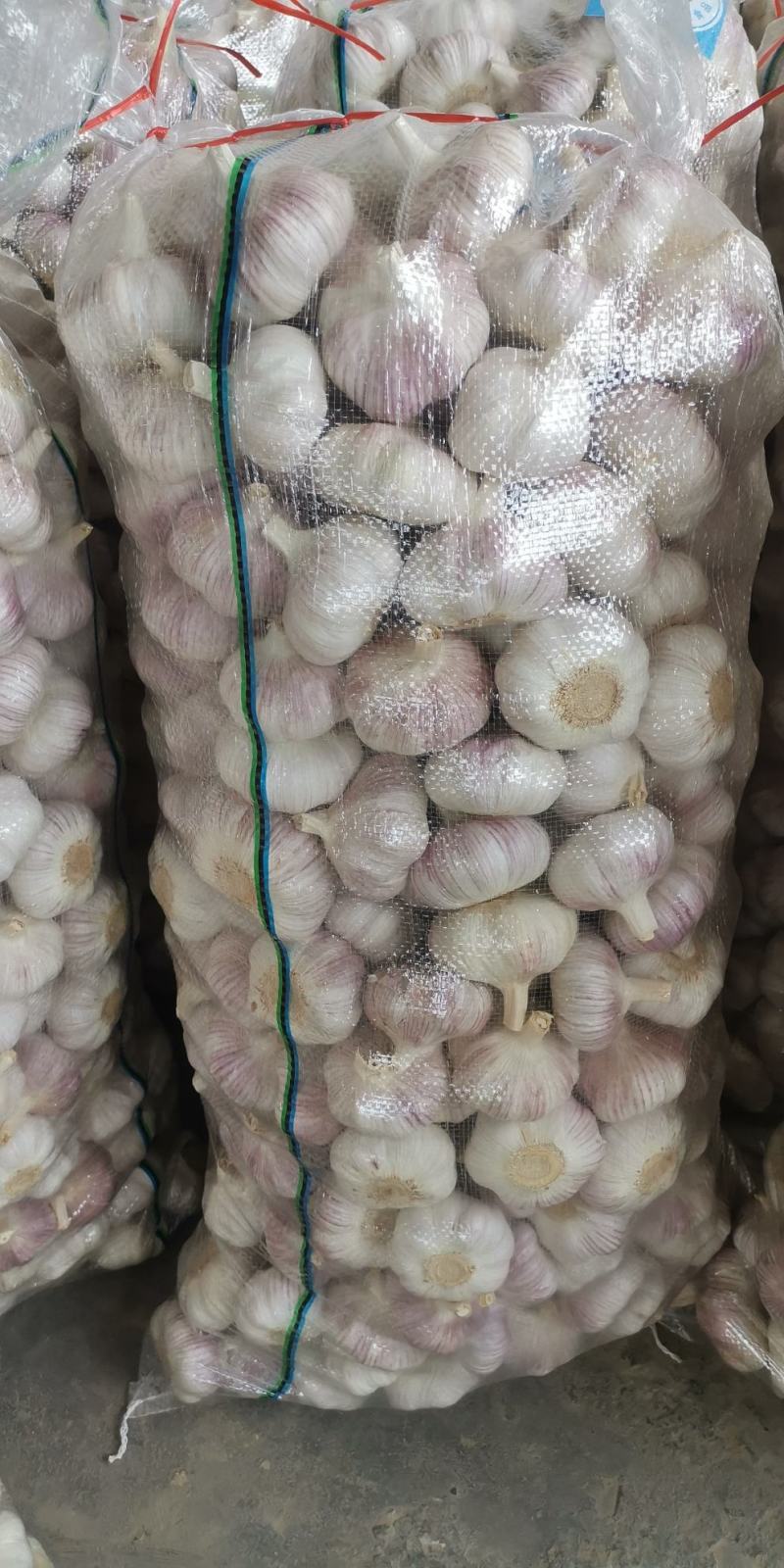 邳州精品净蒜分级蒜新蒜长年供货质量保证
