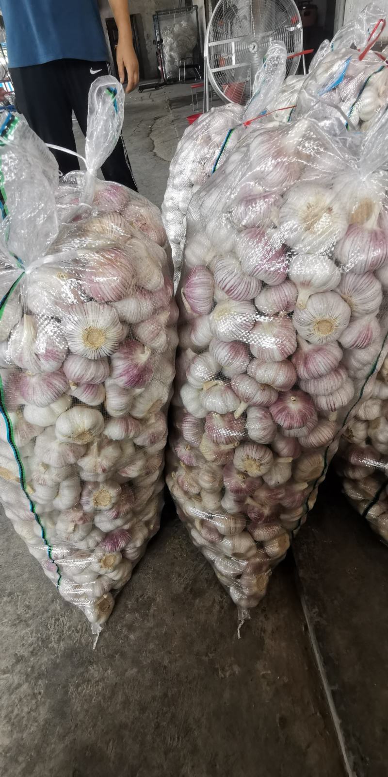 邳州精品净蒜分级蒜新蒜长年供货质量保证
