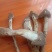 鸡枞菌，火把菌