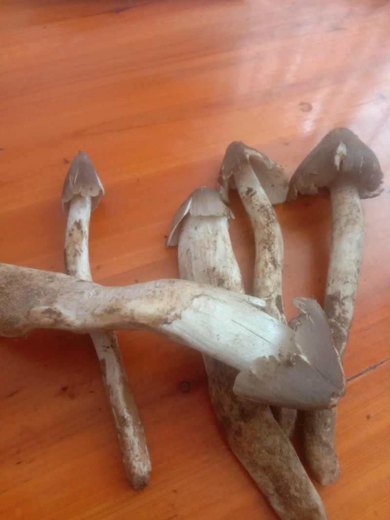 鸡枞菌，火把菌