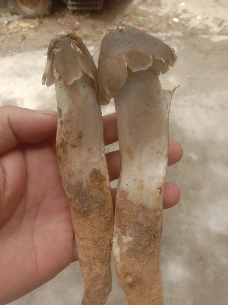 鸡枞菌，火把菌