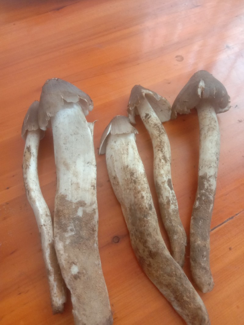 鸡枞菌，火把菌