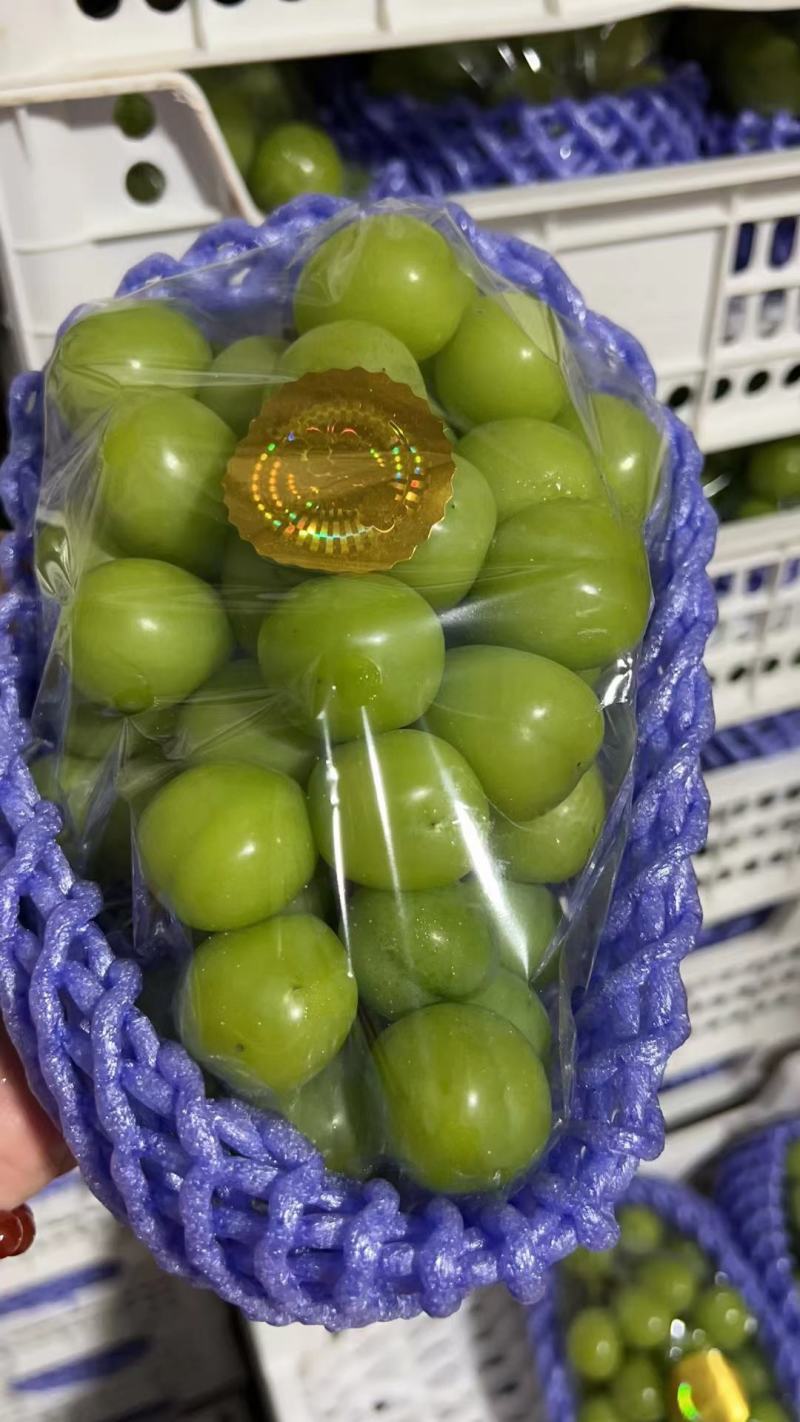 精品阳光玫瑰葡萄上市，阳光玫瑰葡萄**价格，晴王葡萄供应