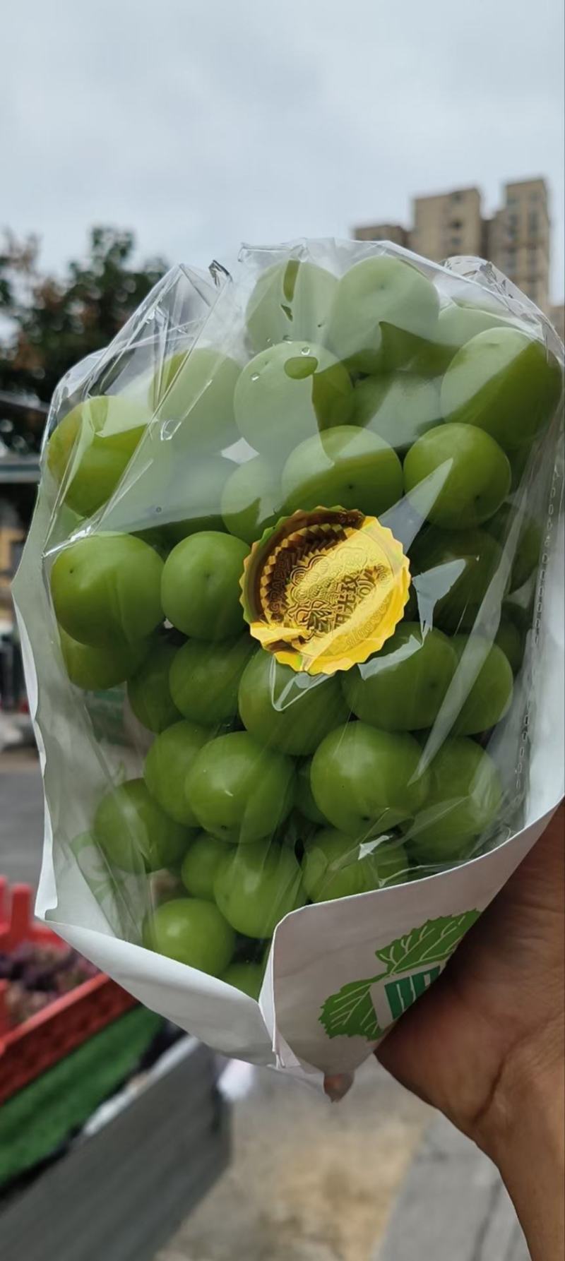 精品阳光玫瑰葡萄上市，阳光玫瑰葡萄**价格，晴王葡萄供应