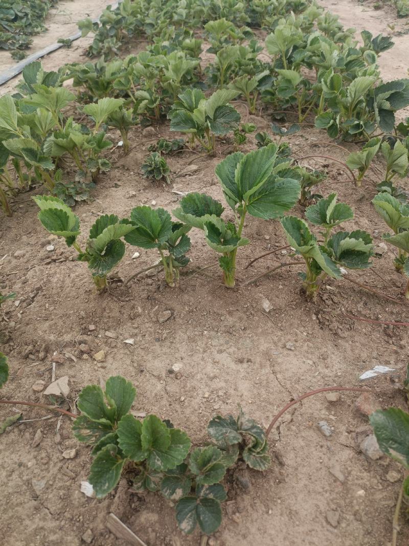妙香七号草莓苗批发实地起苗发货冷藏妙香7号草莓苗价格