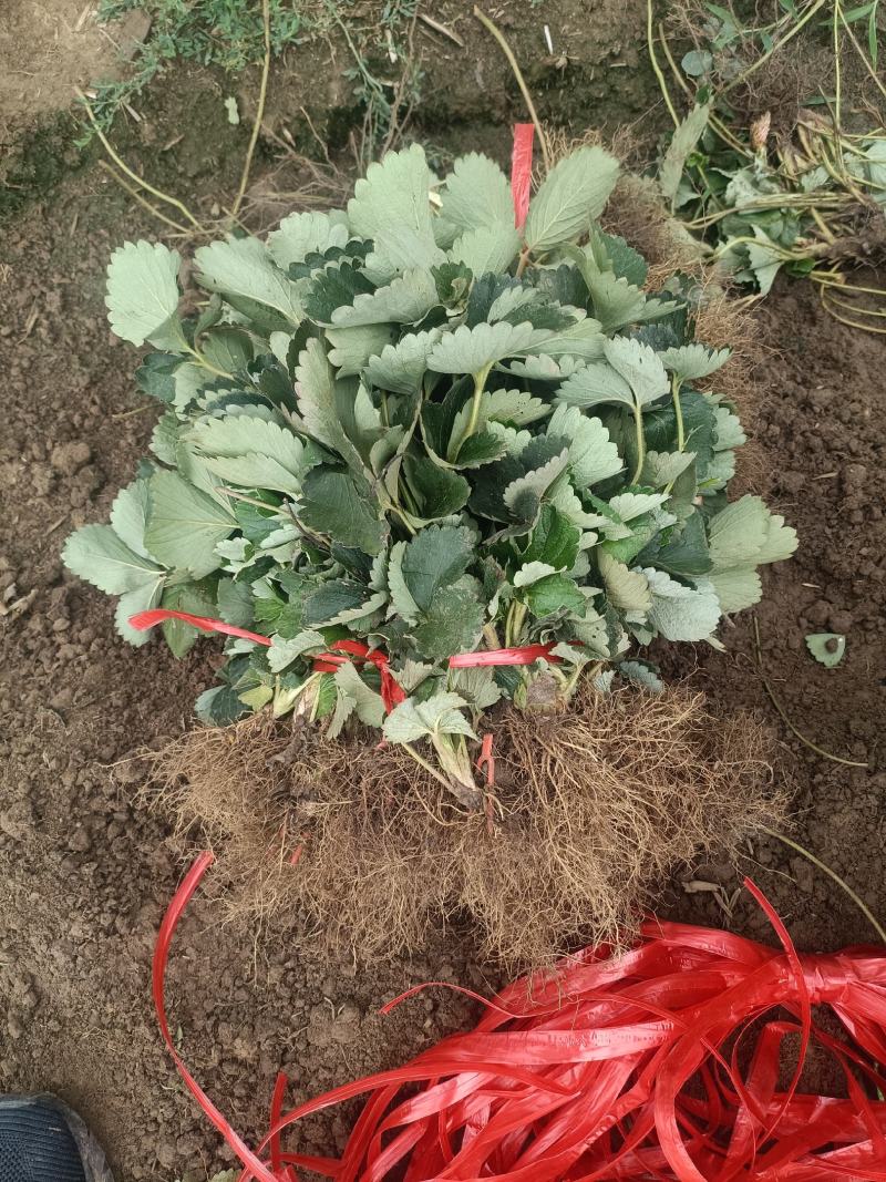 妙香七号草莓苗批发实地起苗发货冷藏妙香7号草莓苗价格