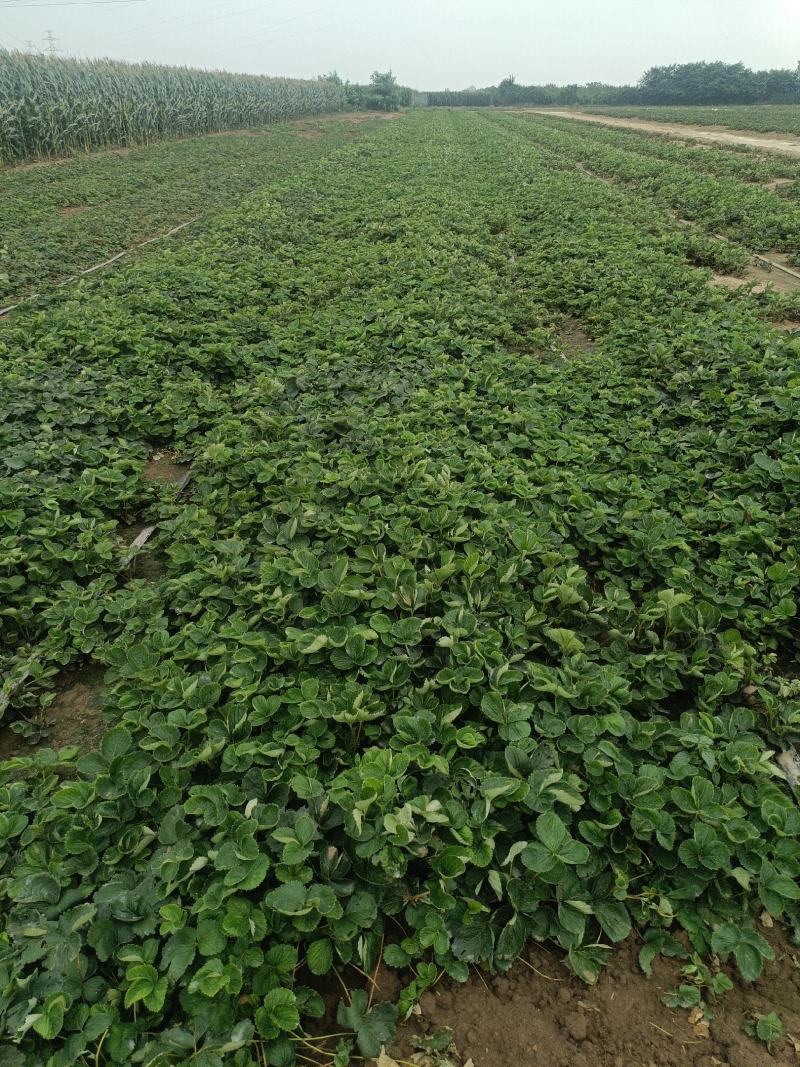 妙香七号草莓苗批发实地起苗发货冷藏妙香7号草莓苗价格