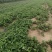 妙香七号草莓苗批发实地起苗发货冷藏妙香7号草莓苗价格