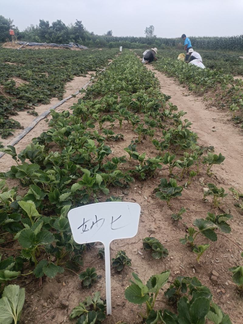 妙香七号草莓苗批发实地起苗发货冷藏妙香7号草莓苗价格