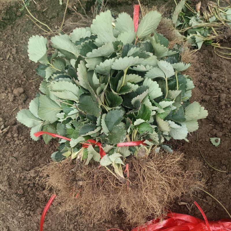 妙香七号草莓苗批发实地起苗发货冷藏妙香7号草莓苗价格