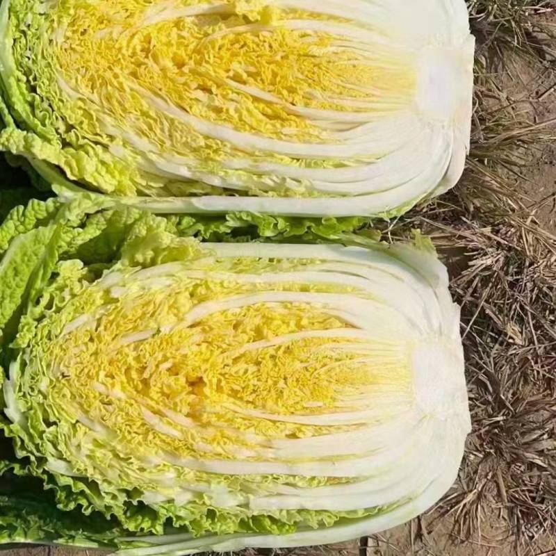 黄心大白菜净菜基地，品质好价格低，欢迎选购