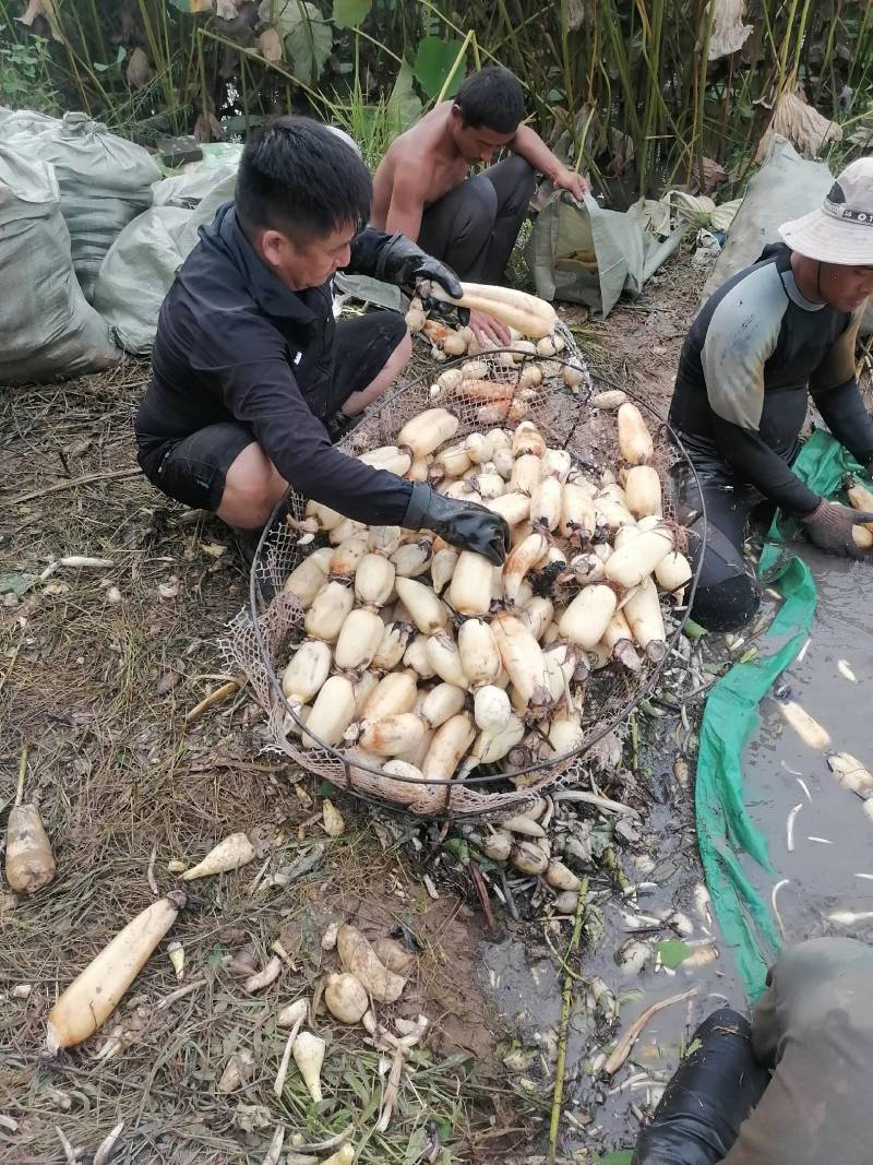 济宁白莲藕种田大户，长年供货，欢迎你们前来订货