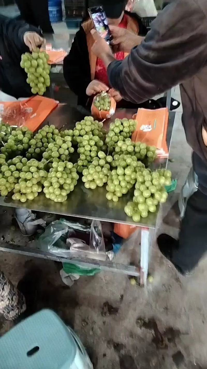 阳光玫瑰葡萄，大串型，口感香甜，万亩基地对接商超