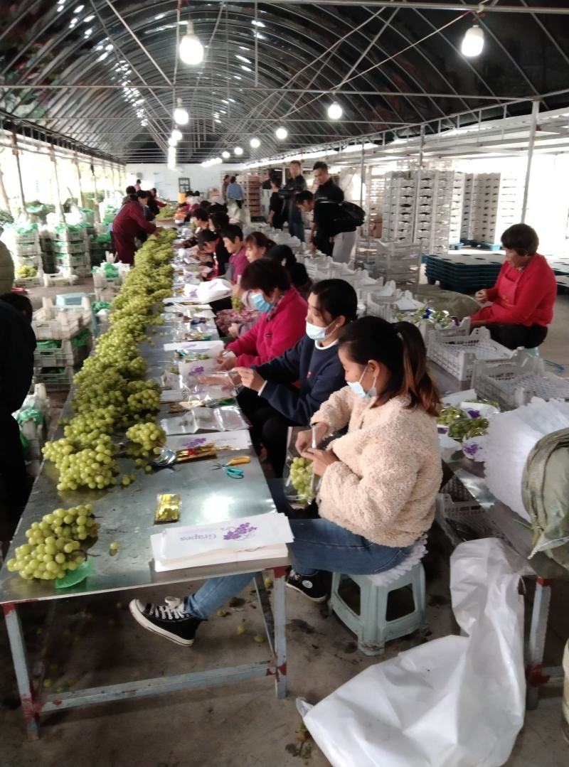 阳光玫瑰葡萄，大串型，口感香甜，万亩基地对接商超