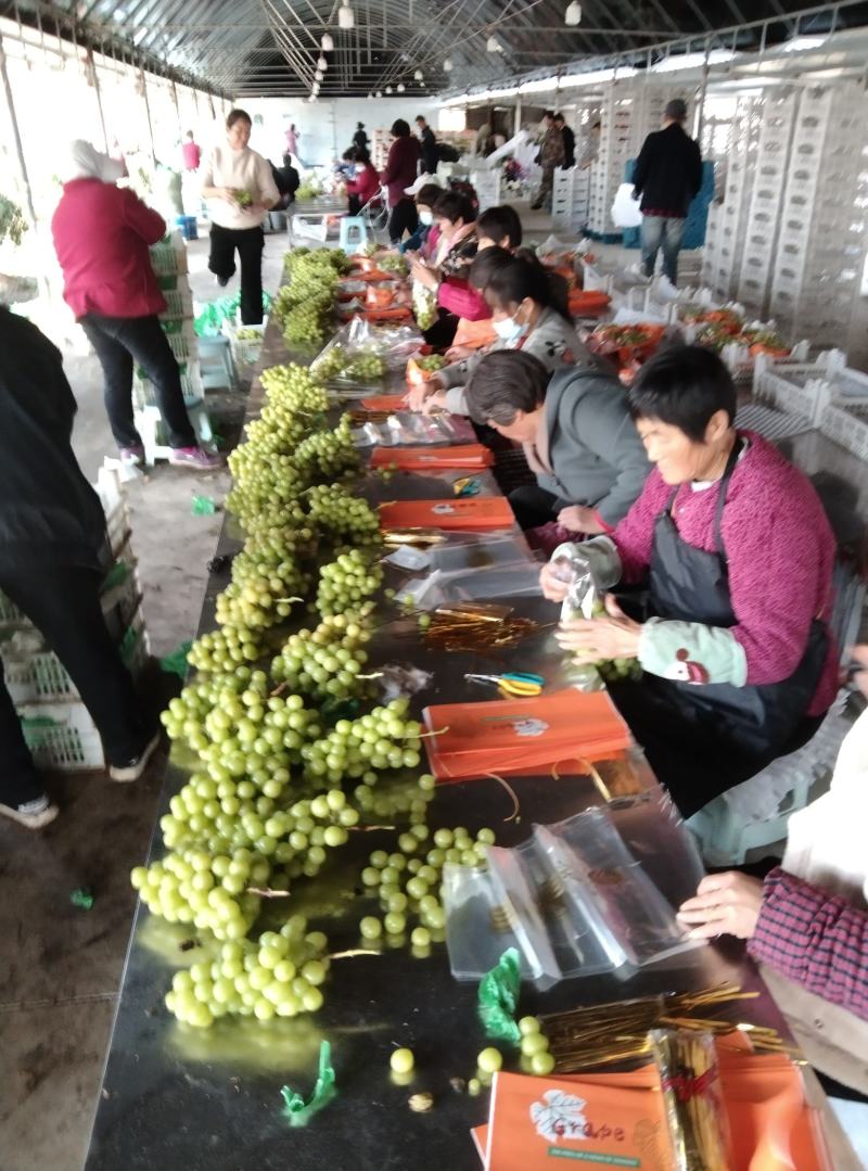 阳光玫瑰葡萄，大串型，口感香甜，万亩基地对接商超