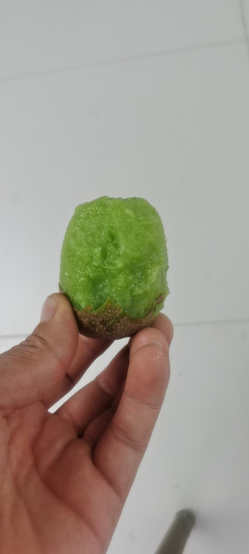 博山绿心碧玉猕猴桃大量上市