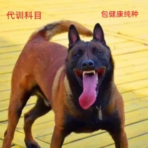 马犬幼犬爆红马犬