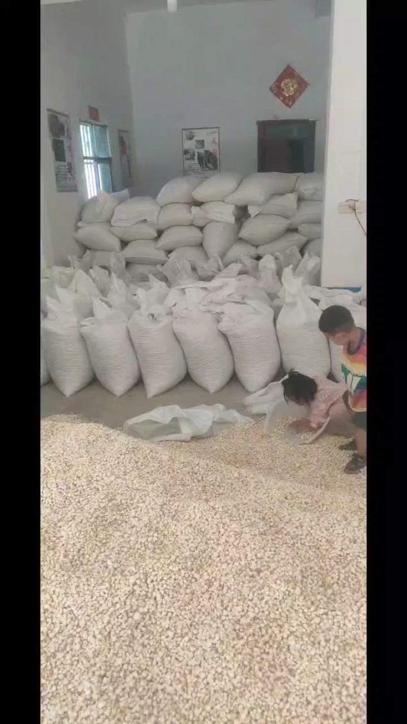 半夏干货