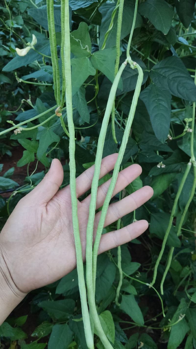 桂林油绿油白长豆角豇豆长豇豆