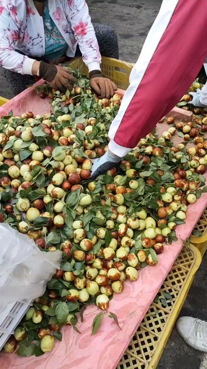 昌邑大陆梨枣大量上市