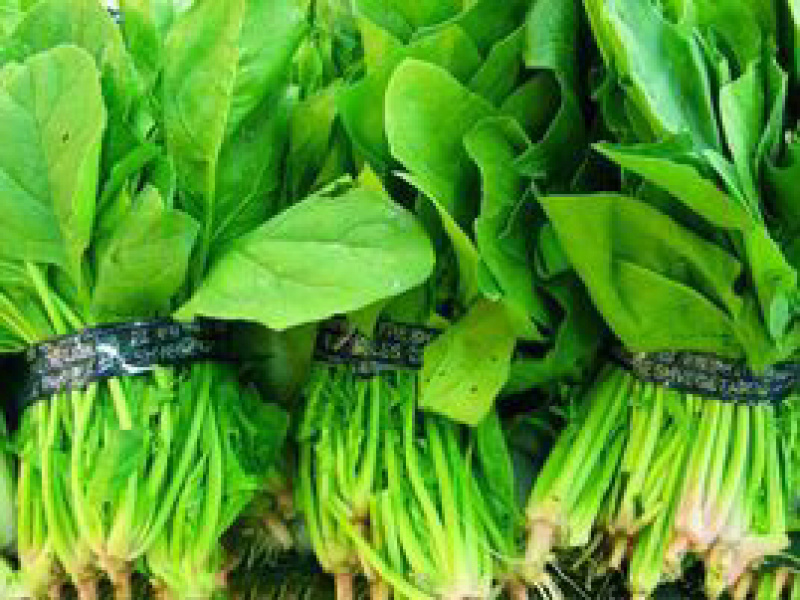 波菜