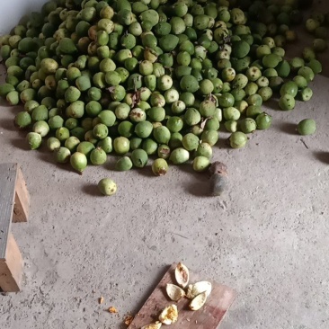 野生凉粉果现摘现发