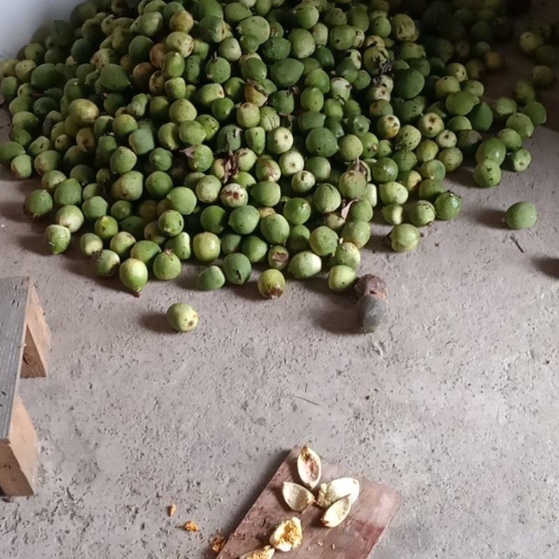 野生凉粉果现摘现发