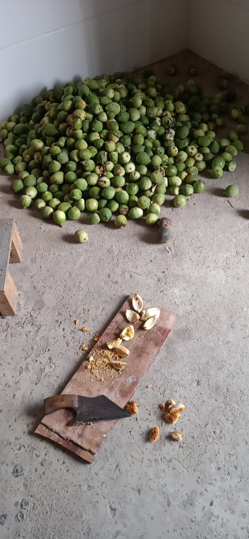 野生凉粉果现摘现发