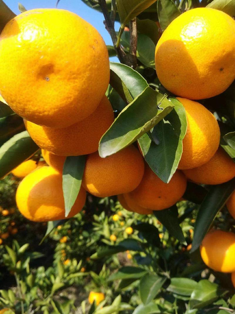 湖北高山特早蜜橘产地优质果园直发，加工包装发货一条龙