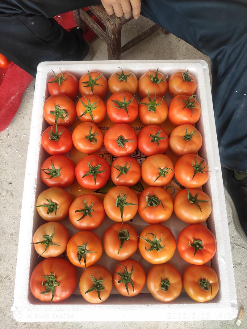 长阳高山海拔1500米西红柿大量有货，基地直供！