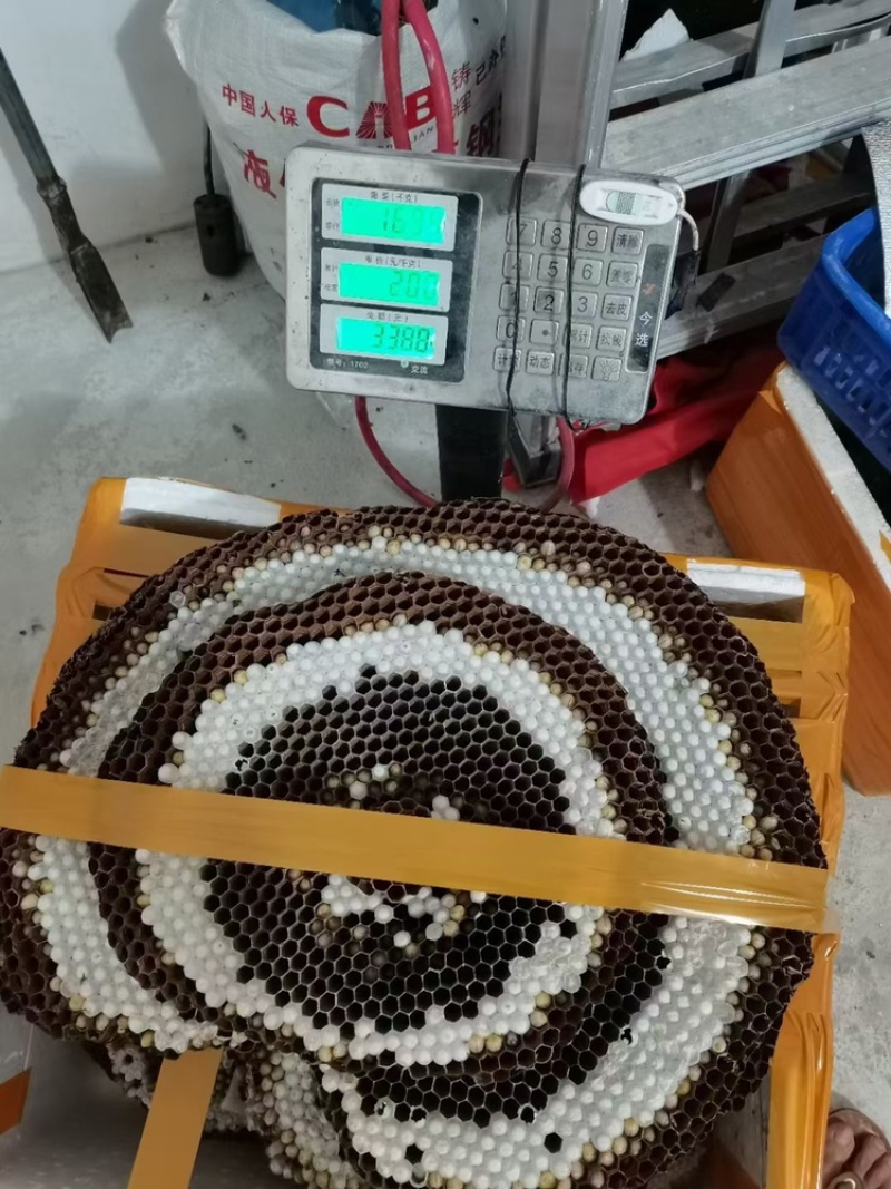 大量批发蜂蛹，马蜂蛹胡蜂蛹批发，新鲜带巢的价格