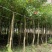 鸡冠刺桐移植苗袋苗庭院园林绿化风景树四季常青