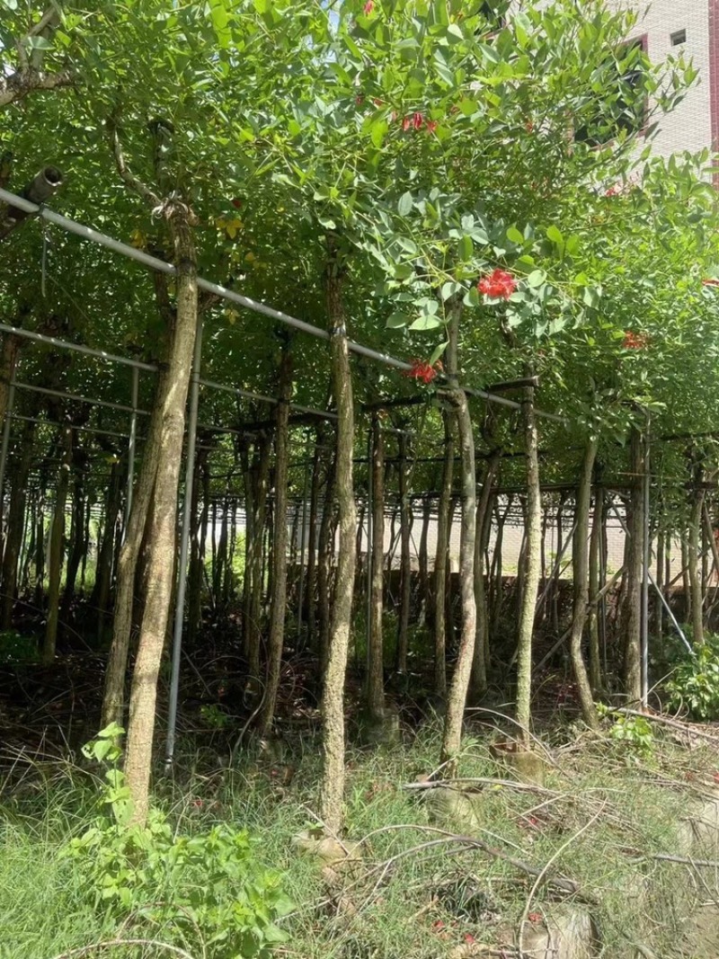 鸡冠刺桐移植苗袋苗庭院园林绿化风景树四季常青