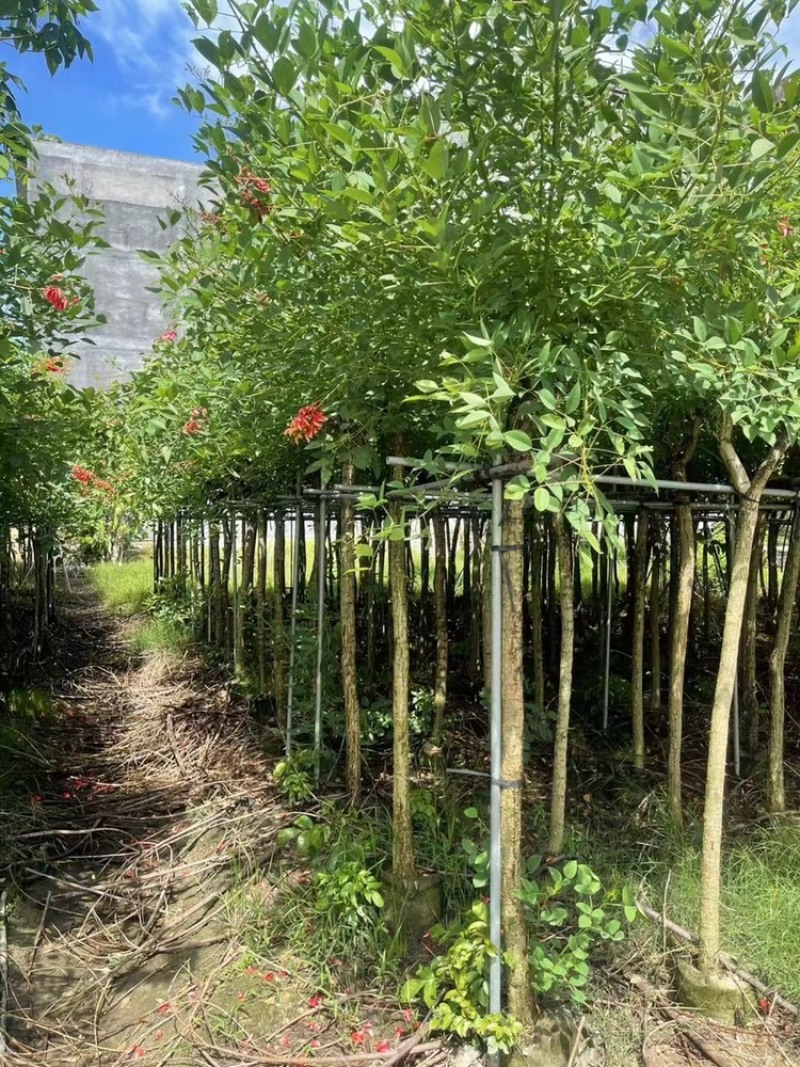 鸡冠刺桐移植苗袋苗庭院园林绿化风景树四季常青
