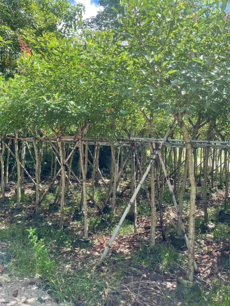 鸡冠刺桐移植苗袋苗庭院园林绿化风景树四季常青