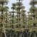 锦叶榄仁移植苗花叶榄仁绿化苗木风景树锦叶榄仁