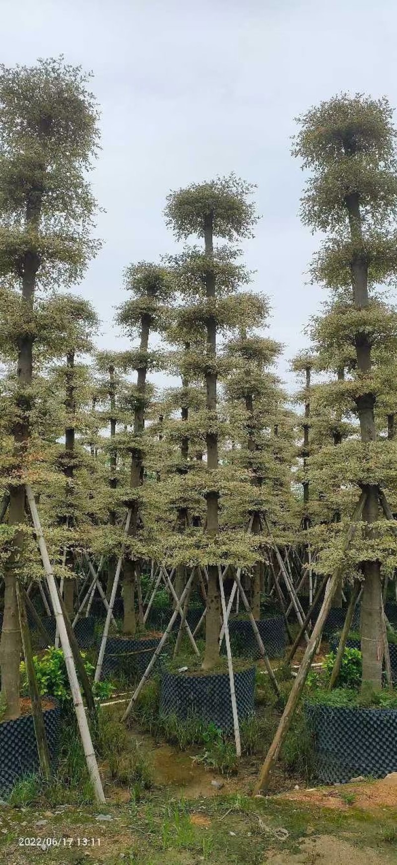 锦叶榄仁移植苗花叶榄仁绿化苗木风景树锦叶榄仁