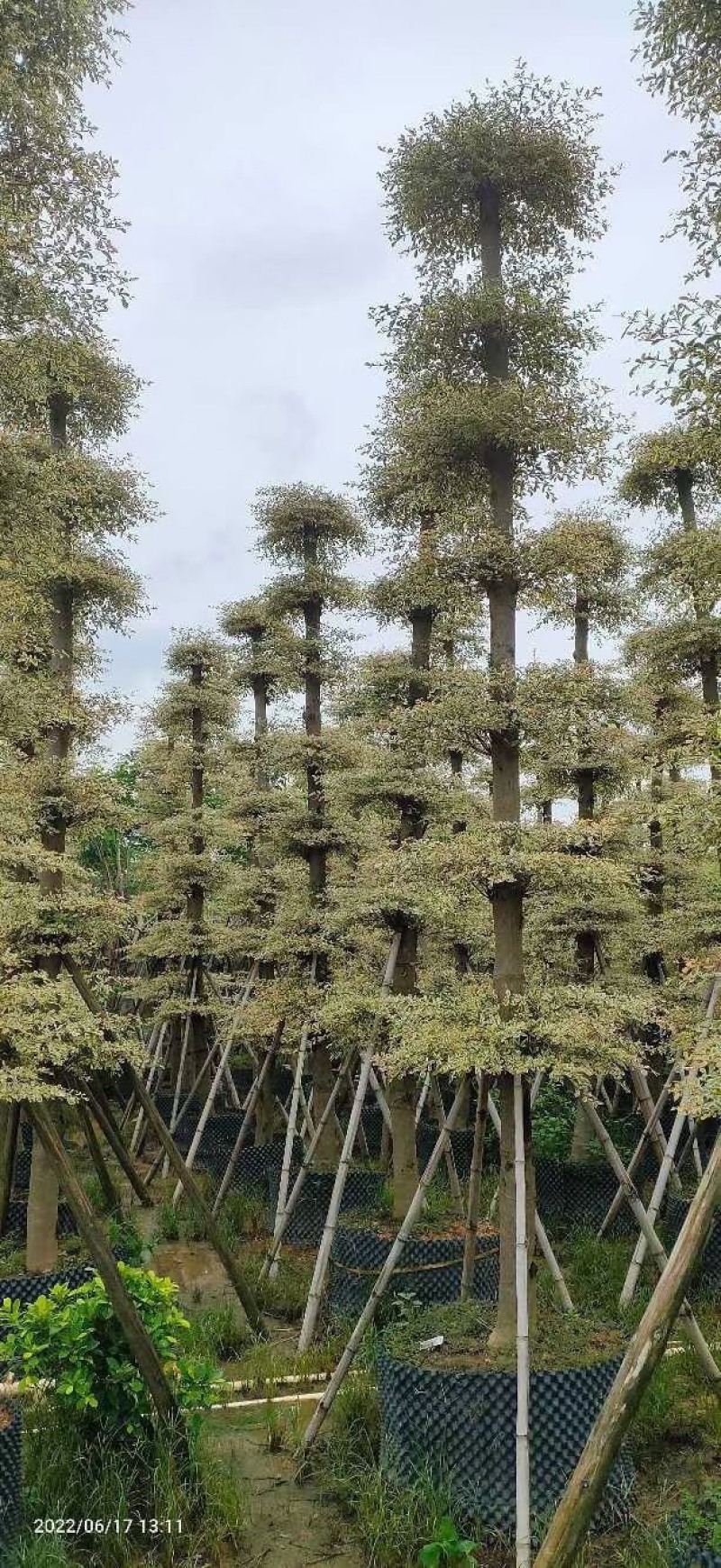 锦叶榄仁移植苗花叶榄仁绿化苗木风景树锦叶榄仁