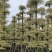 锦叶榄仁移植苗花叶榄仁绿化苗木风景树锦叶榄仁