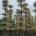 锦叶榄仁移植苗花叶榄仁绿化苗木风景树锦叶榄仁
