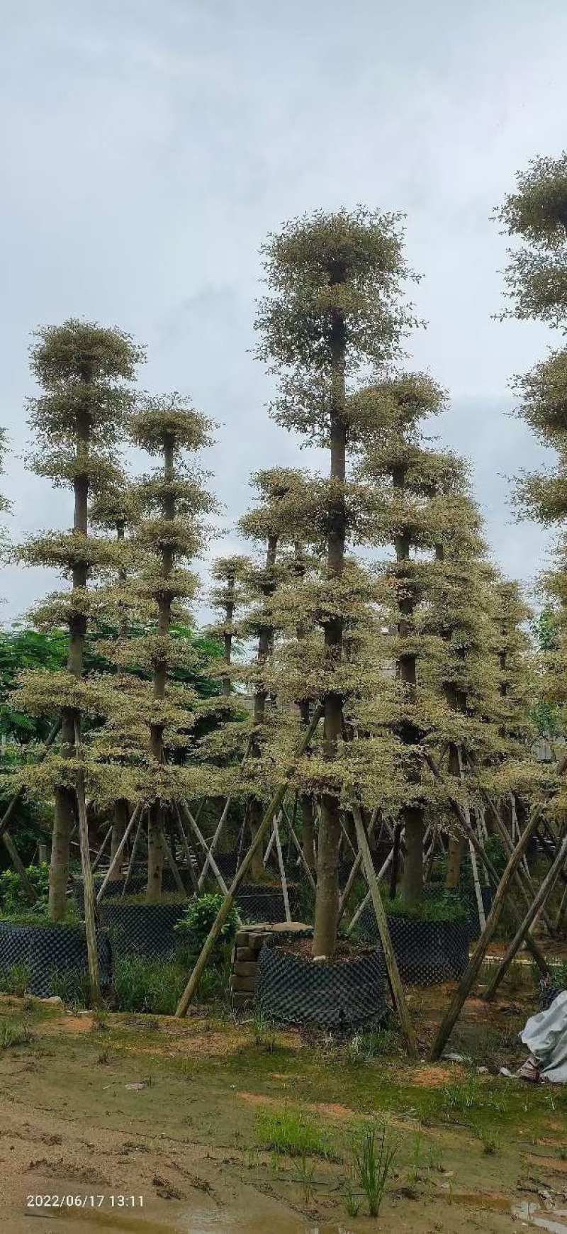 锦叶榄仁移植苗花叶榄仁绿化苗木风景树锦叶榄仁