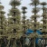 锦叶榄仁移植苗花叶榄仁绿化苗木风景树锦叶榄仁