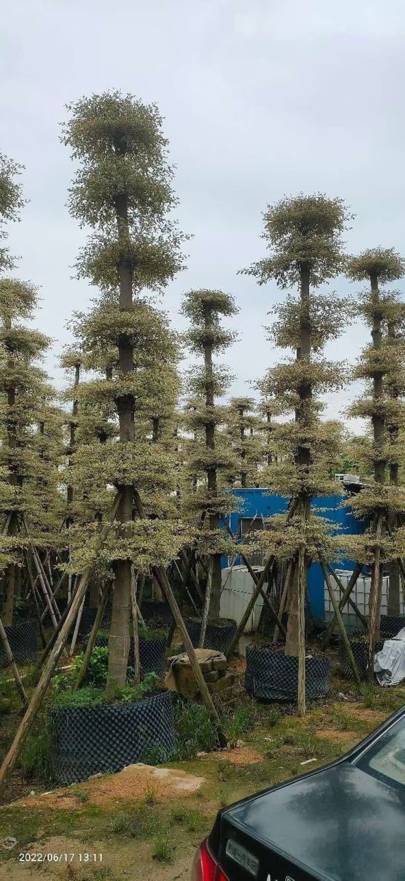 锦叶榄仁移植苗花叶榄仁绿化苗木风景树锦叶榄仁
