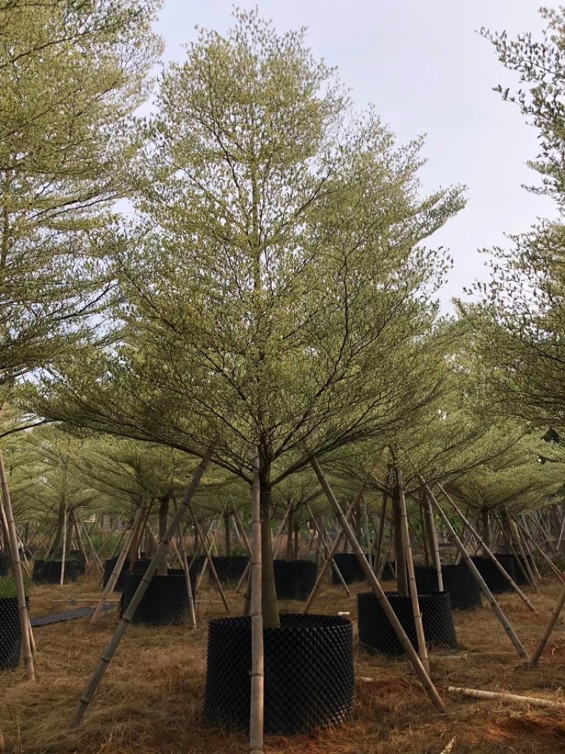 锦叶榄仁移植苗花叶榄仁绿化苗木风景树锦叶榄仁