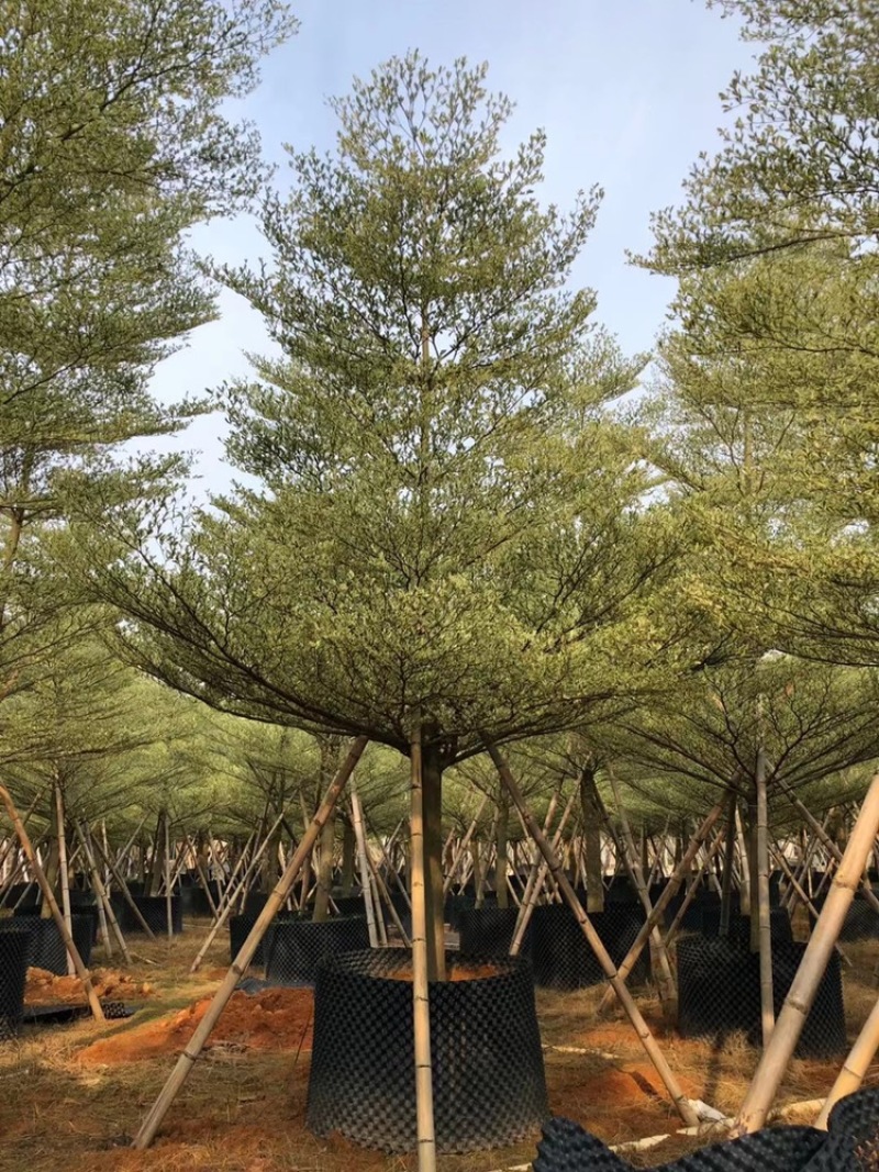 锦叶榄仁移植苗花叶榄仁绿化苗木风景树锦叶榄仁