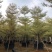 锦叶榄仁移植苗花叶榄仁绿化苗木风景树锦叶榄仁