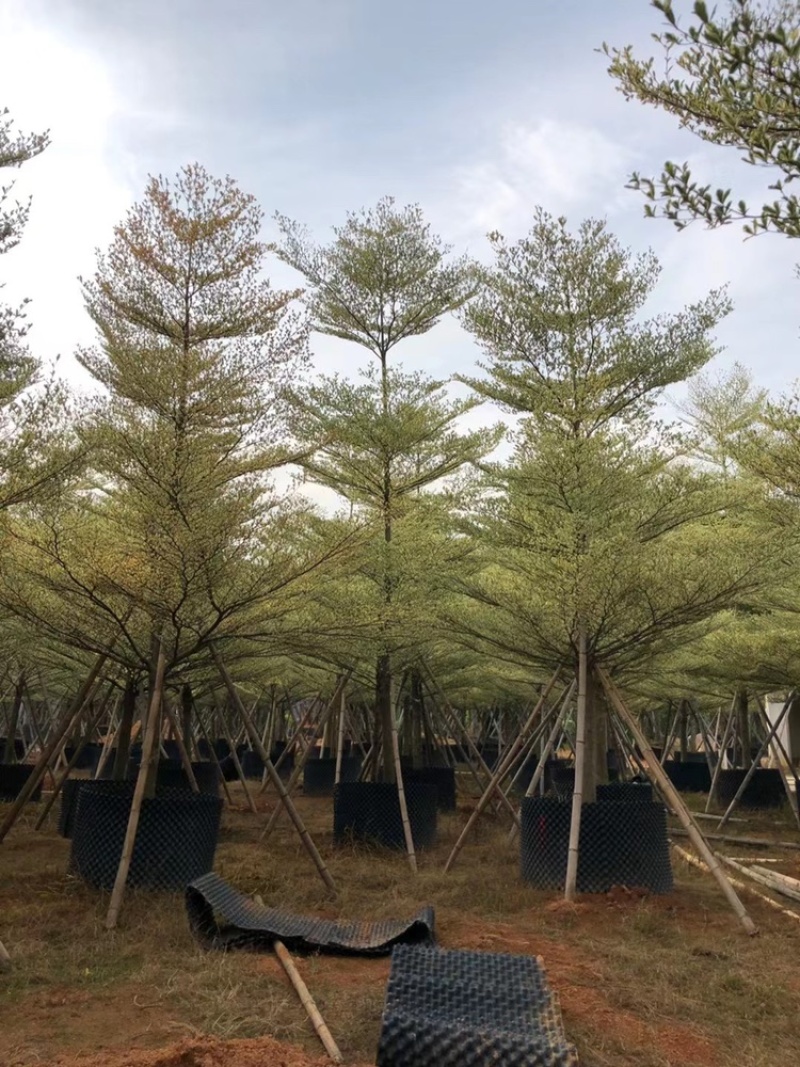 锦叶榄仁移植苗花叶榄仁绿化苗木风景树锦叶榄仁
