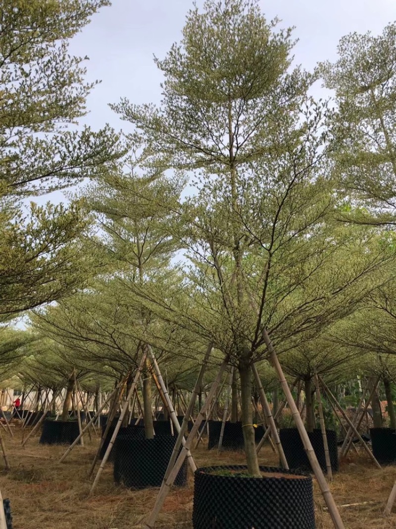 锦叶榄仁移植苗花叶榄仁绿化苗木风景树锦叶榄仁
