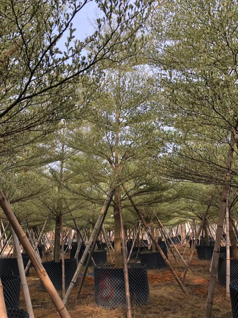 锦叶榄仁移植苗花叶榄仁绿化苗木风景树锦叶榄仁